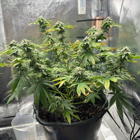 Pink Kush growlog timeline photo