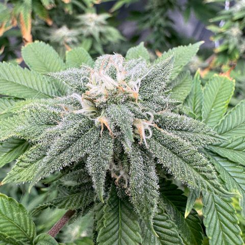 Pink Kush growlog timeline photo