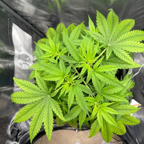 Mimosa x Orange Punch growlog timeline photo