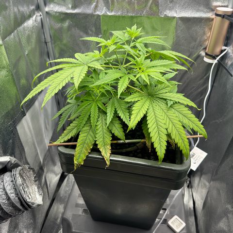 Mimosa x Orange Punch growlog timeline photo
