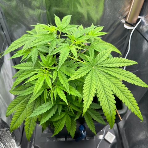 Mimosa x Orange Punch growlog timeline photo