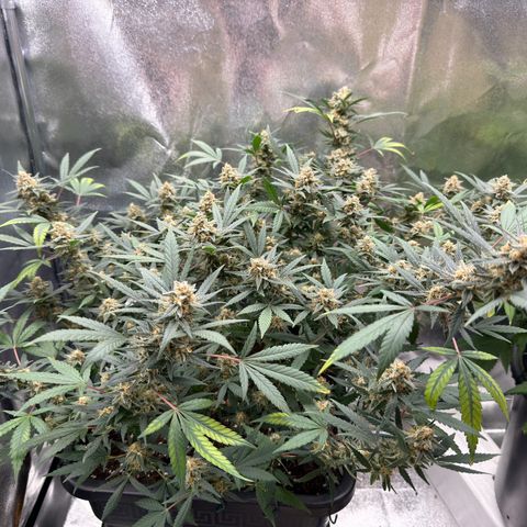 Tangerine Dream growlog timeline photo