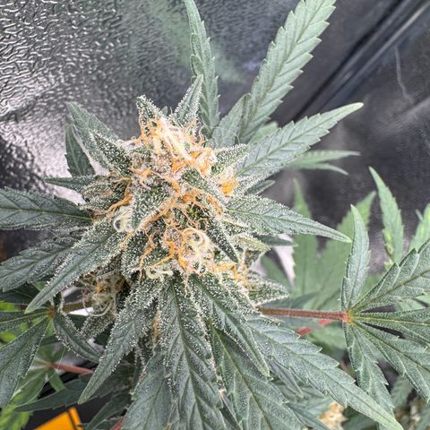 Tangerine Dream growlog timeline photo