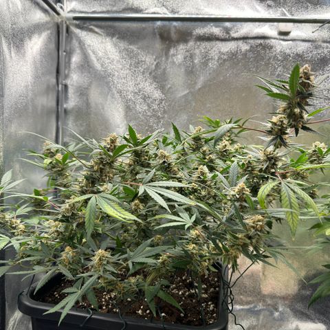 Tangerine Dream growlog timeline photo
