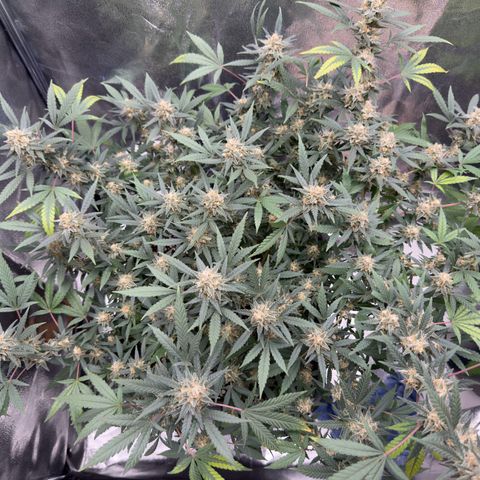 Tangerine Dream growlog timeline photo