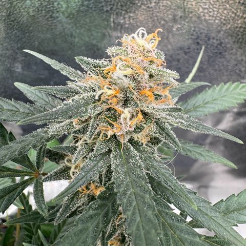 Tangerine Dream growlog timeline photo