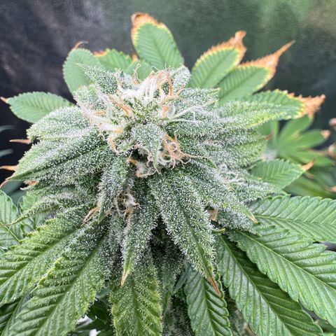 Pink Kush growlog timeline photo