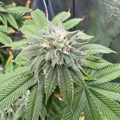 Pink Kush growlog timeline photo