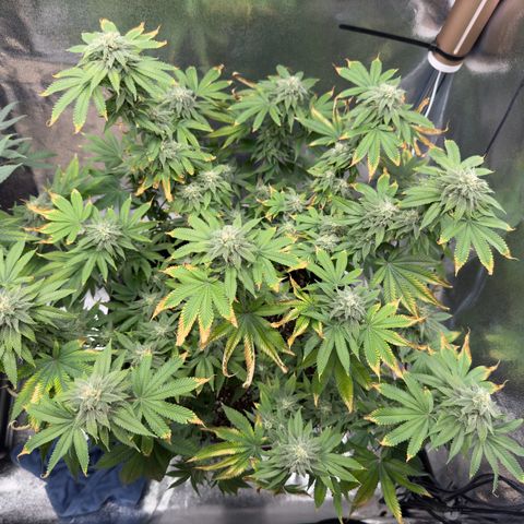 Pink Kush growlog timeline photo