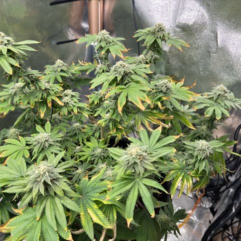 Pink Kush growlog timeline photo