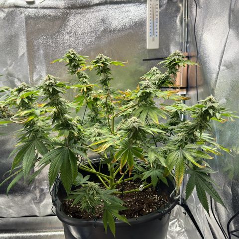 Pink Kush growlog timeline photo