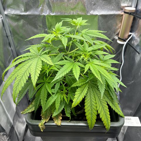 Mimosa x Orange Punch growlog timeline photo