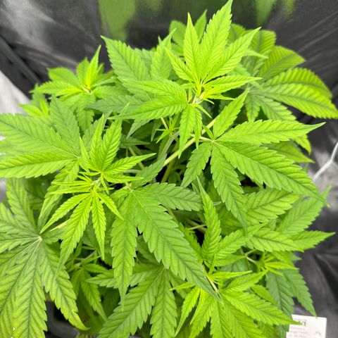 Mimosa x Orange Punch growlog timeline photo