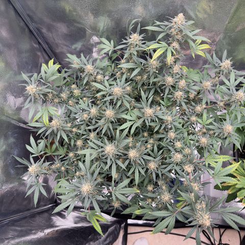 Tangerine Dream growlog timeline photo