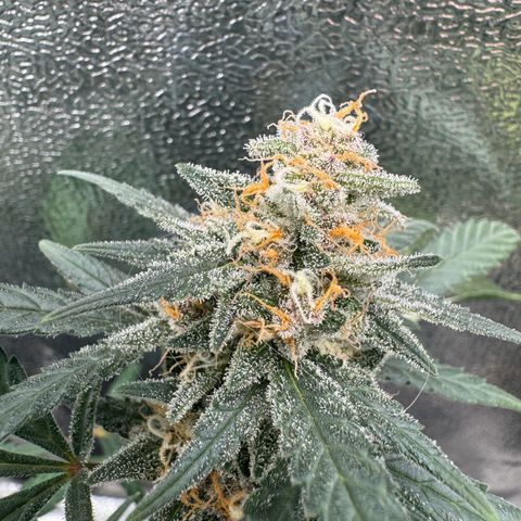 Tangerine Dream growlog timeline photo
