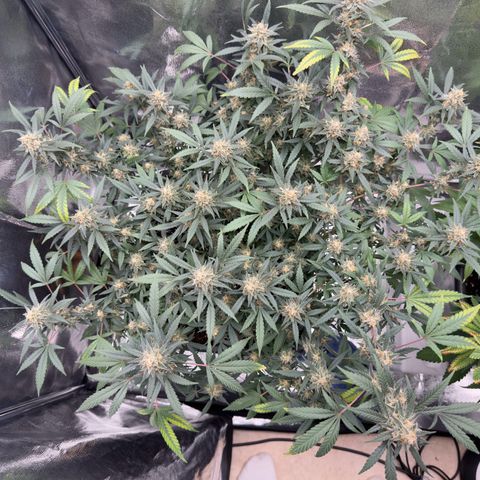 Tangerine Dream growlog timeline photo