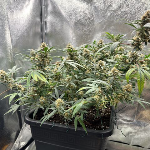 Tangerine Dream growlog timeline photo