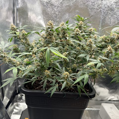 Tangerine Dream growlog timeline photo