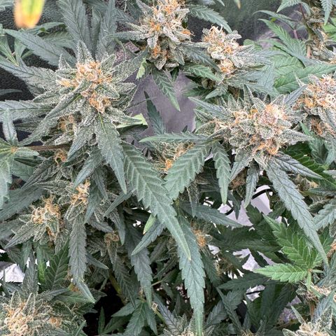 Tangerine Dream growlog timeline photo