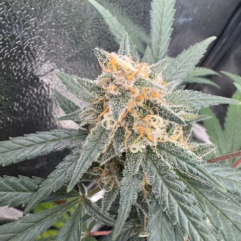 Tangerine Dream growlog timeline photo