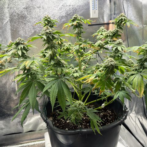 Pink Kush growlog timeline photo