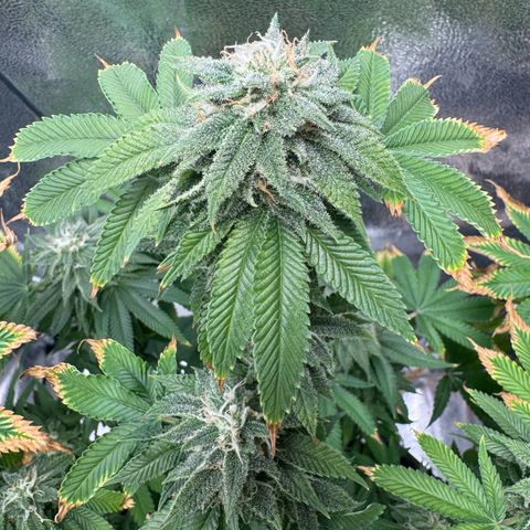Pink Kush growlog timeline photo