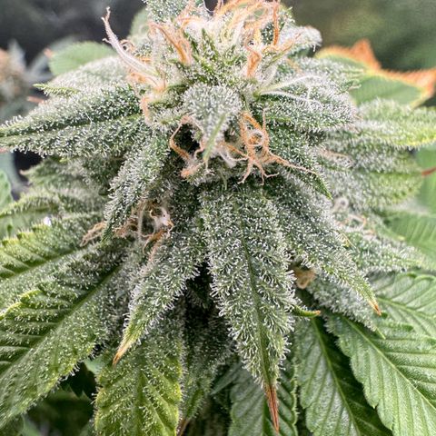 Pink Kush growlog timeline photo
