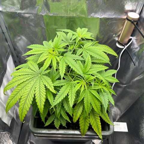 Mimosa x Orange Punch growlog timeline photo