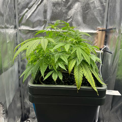 Mimosa x Orange Punch growlog timeline photo