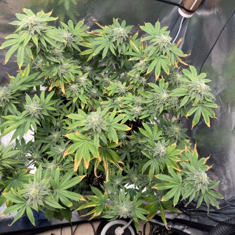 Pink Kush growlog timeline photo