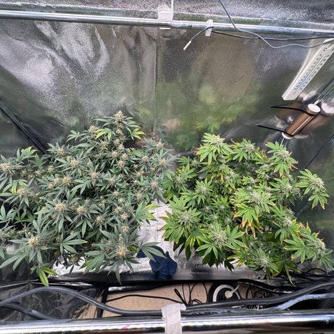 Tangerine Dream growlog timeline photo