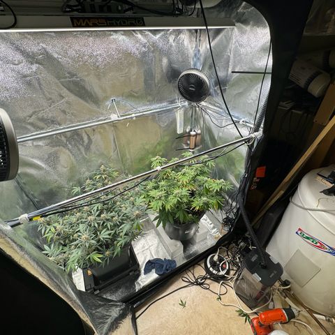 Tangerine Dream growlog timeline photo