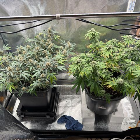 Tangerine Dream growlog timeline photo