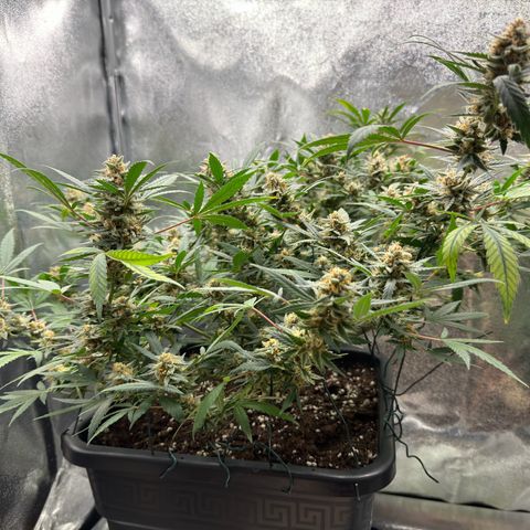 Tangerine Dream growlog timeline photo