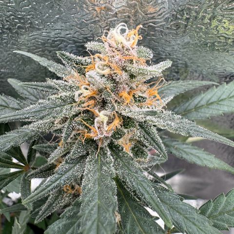 Tangerine Dream growlog timeline photo