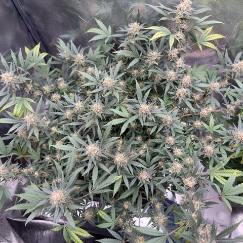 Tangerine Dream growlog timeline photo