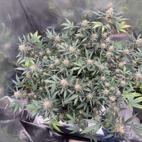 Tangerine Dream growlog timeline photo