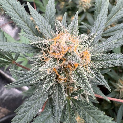 Tangerine Dream growlog timeline photo