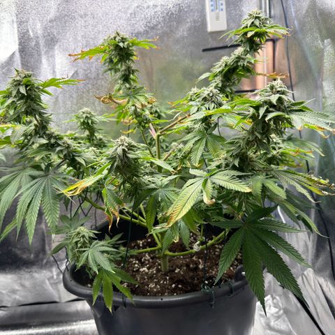 Pink Kush growlog timeline photo