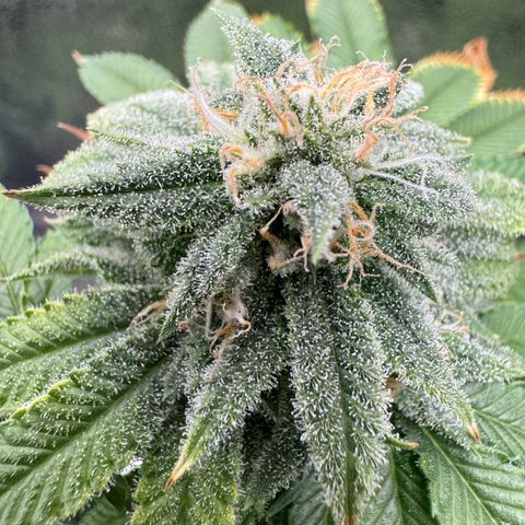 Pink Kush growlog timeline photo