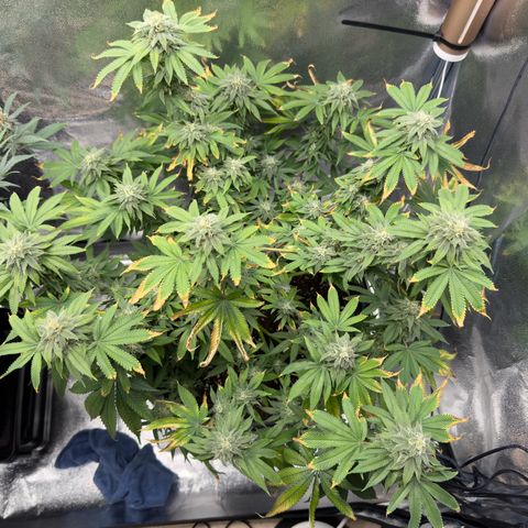 Pink Kush growlog timeline photo