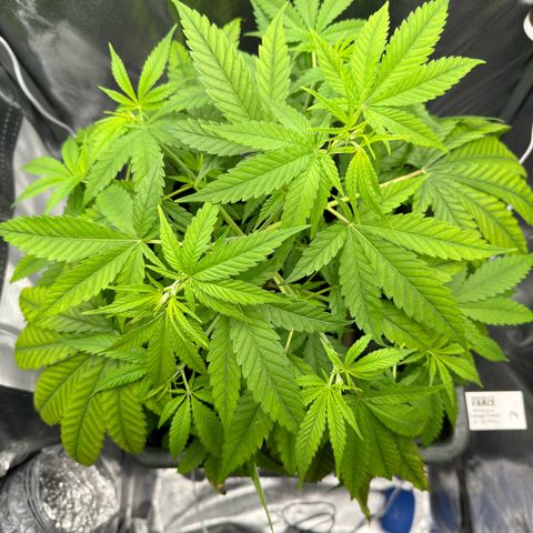 Mimosa x Orange Punch growlog timeline photo