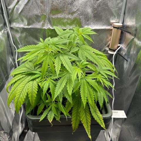 Mimosa x Orange Punch growlog timeline photo
