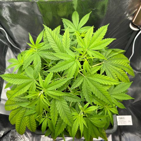 Mimosa x Orange Punch growlog timeline photo