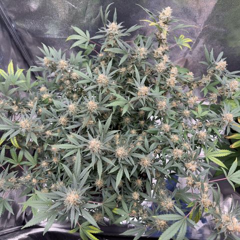Tangerine Dream growlog timeline photo