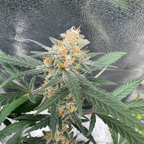 Tangerine Dream growlog timeline photo