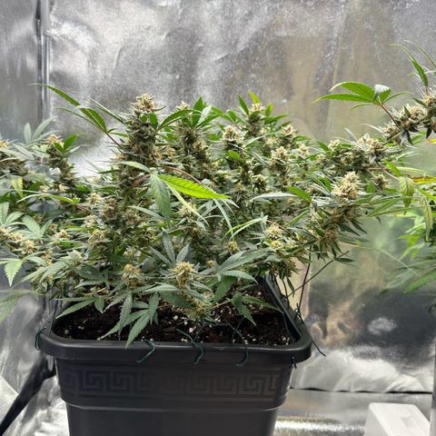 Tangerine Dream growlog timeline photo