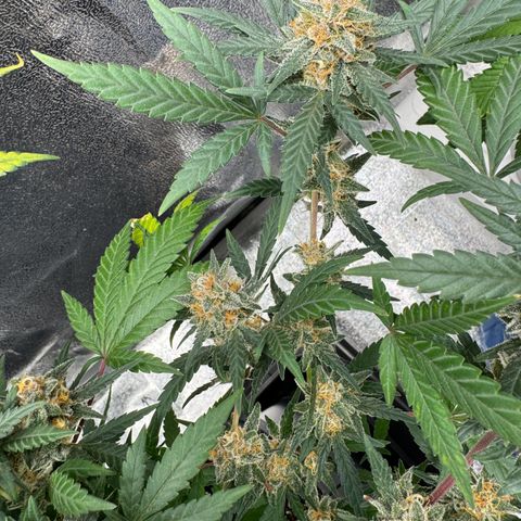 Tangerine Dream growlog timeline photo