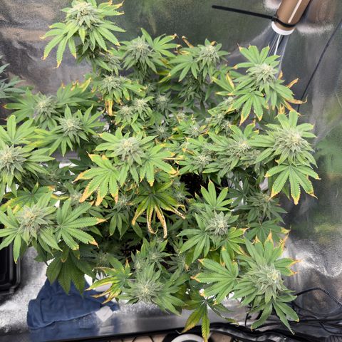 Pink Kush growlog timeline photo
