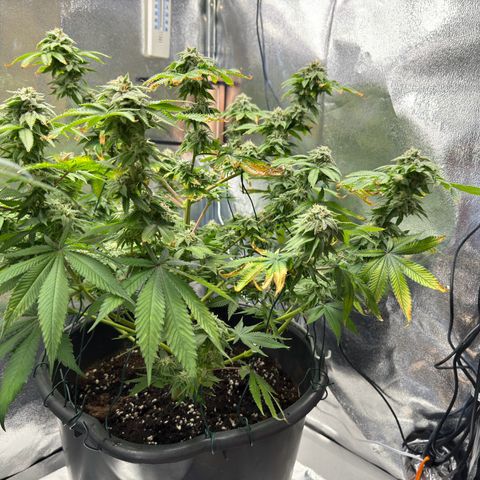 Pink Kush growlog timeline photo